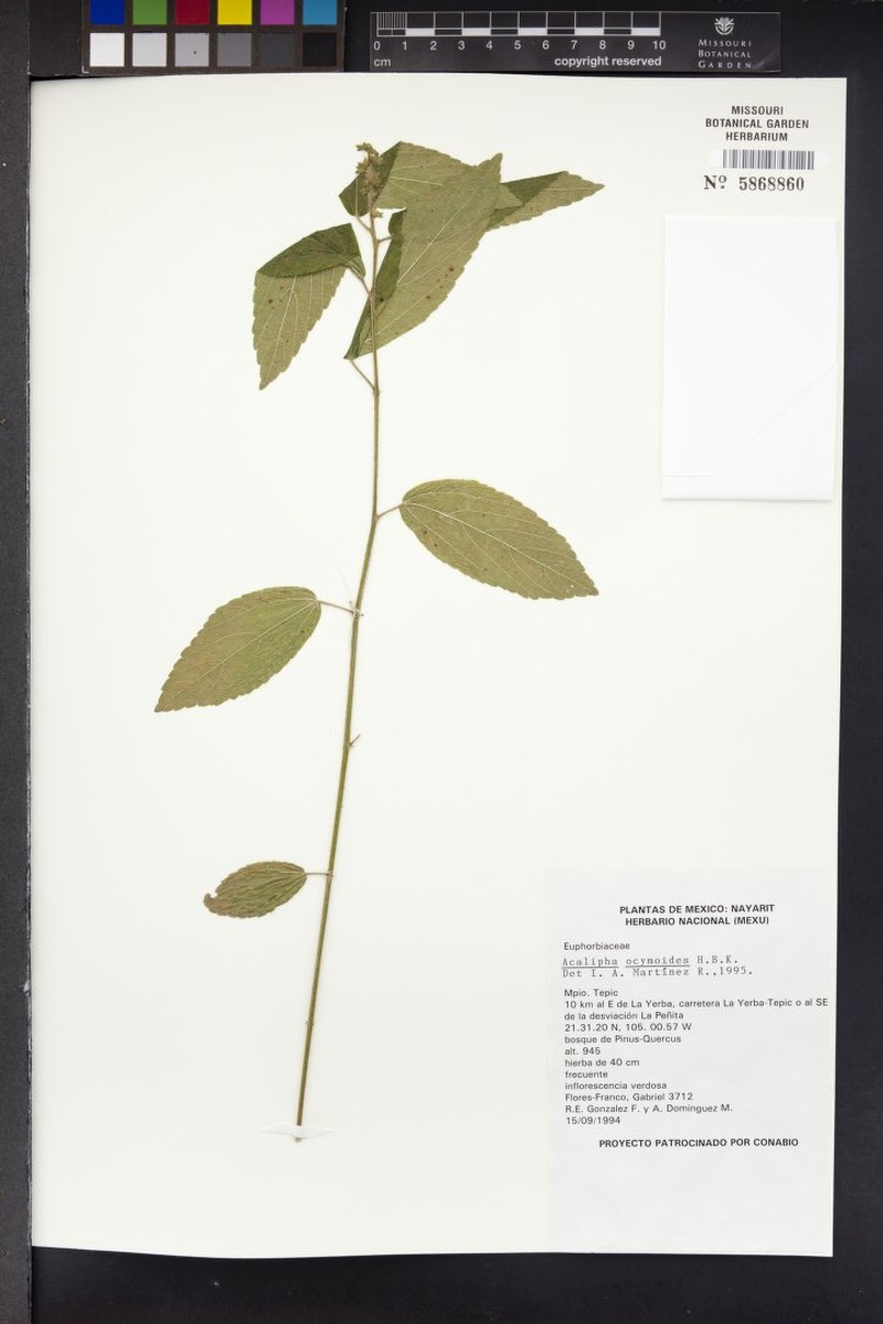 Acalypha ocymoides photo 7