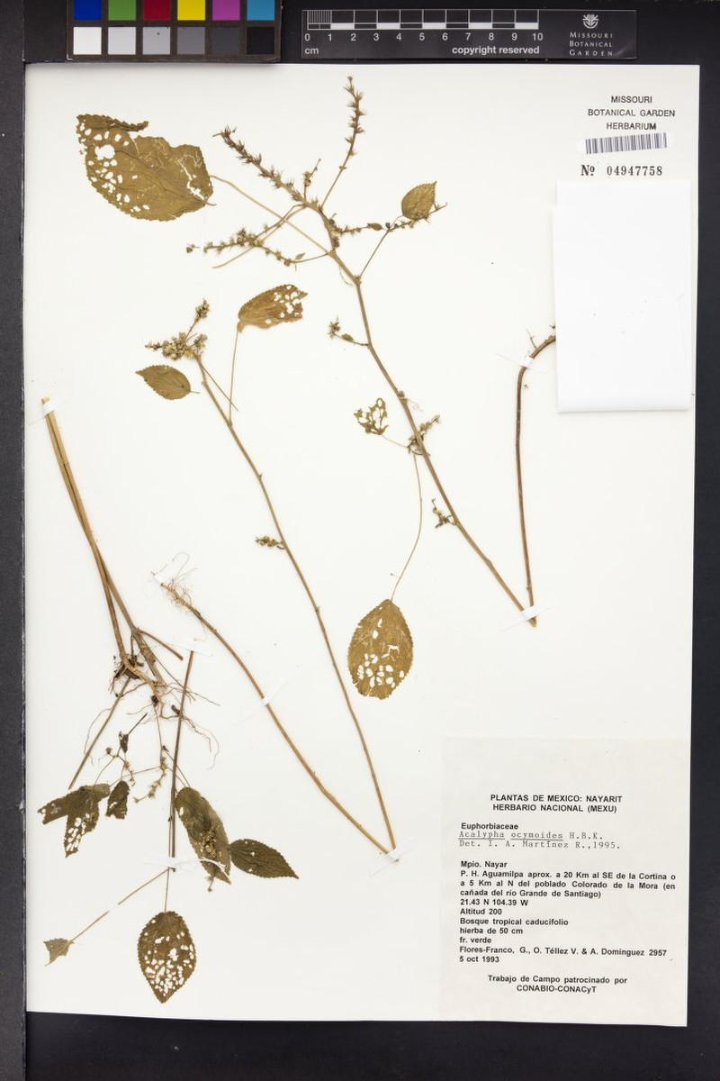 Acalypha ocymoides photo 8