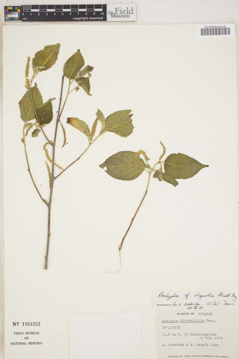 Acalypha oligantha