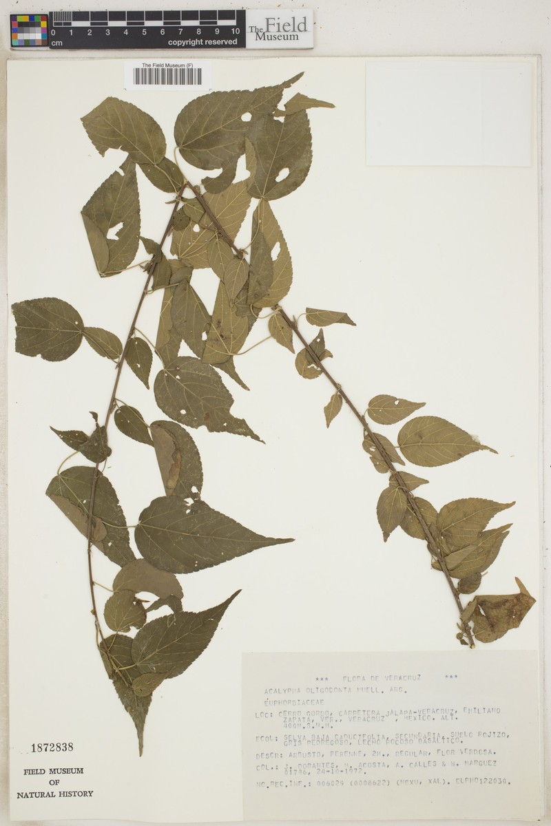 Acalypha oligantha photo 2