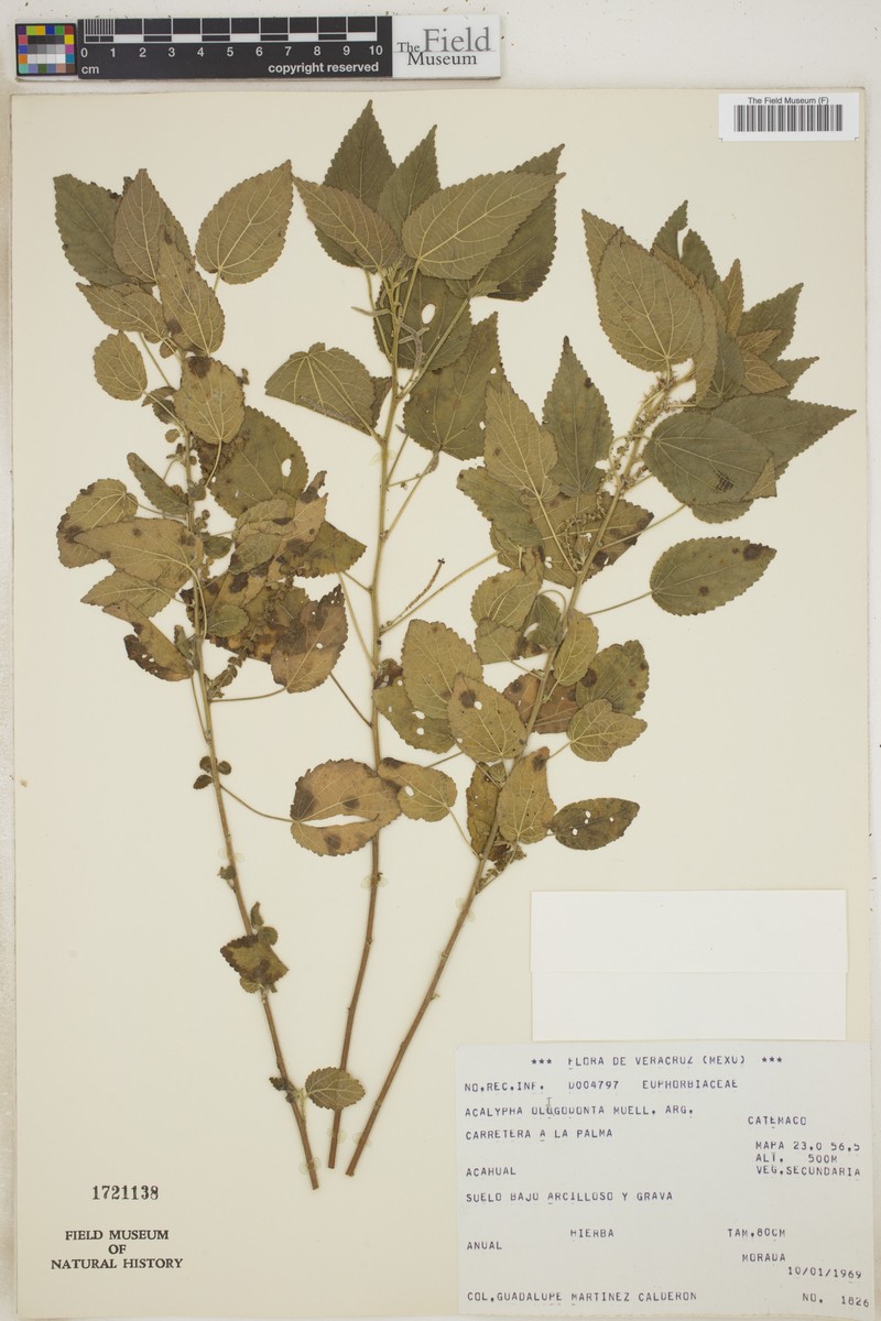 Acalypha oligantha photo 3