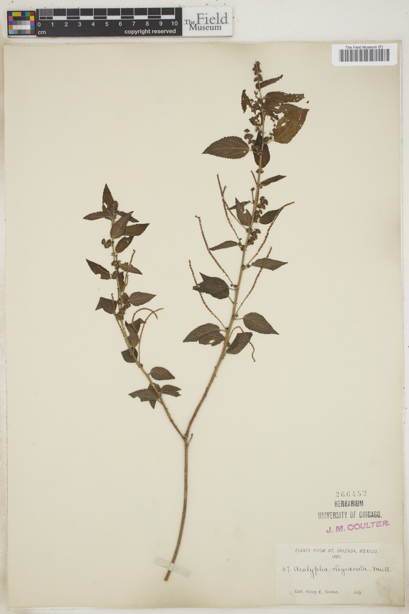 Acalypha oligantha photo 4