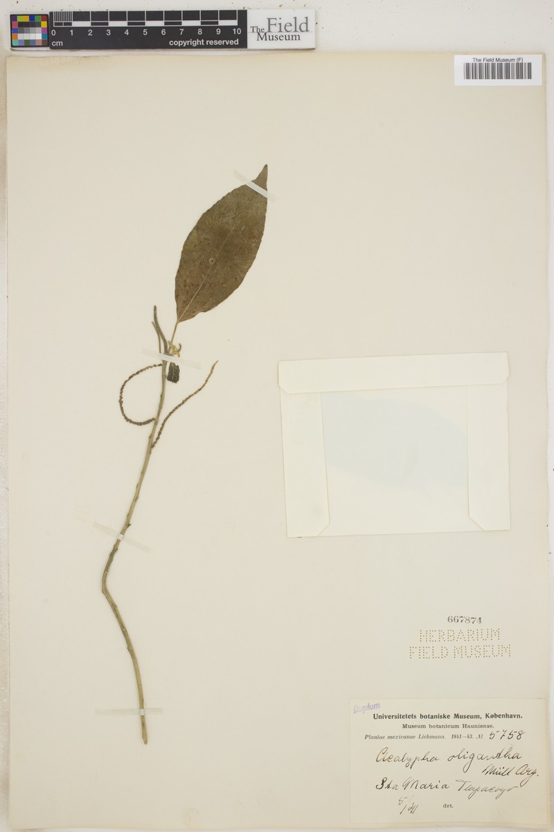Acalypha oligantha photo 5