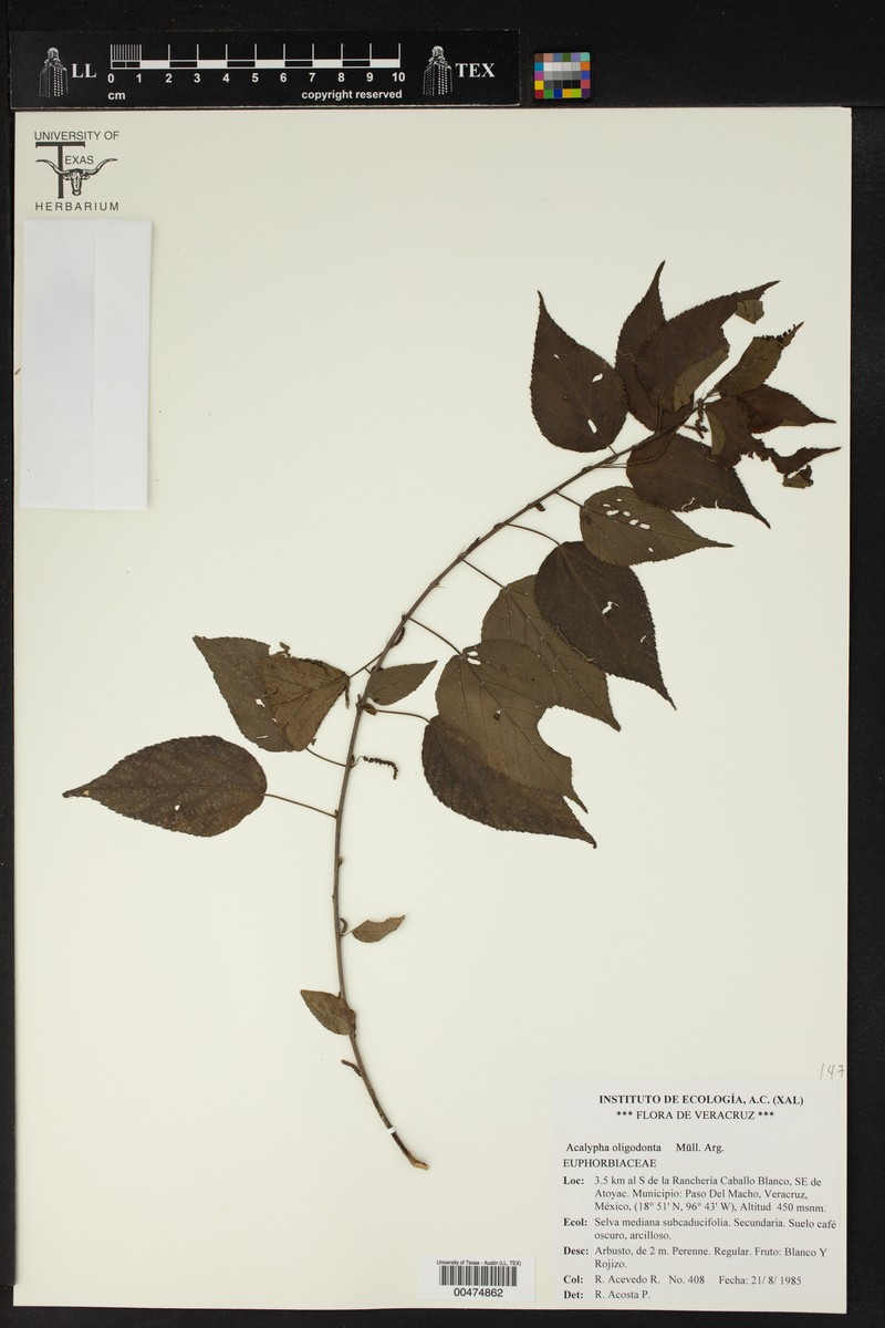 Acalypha oligodonta