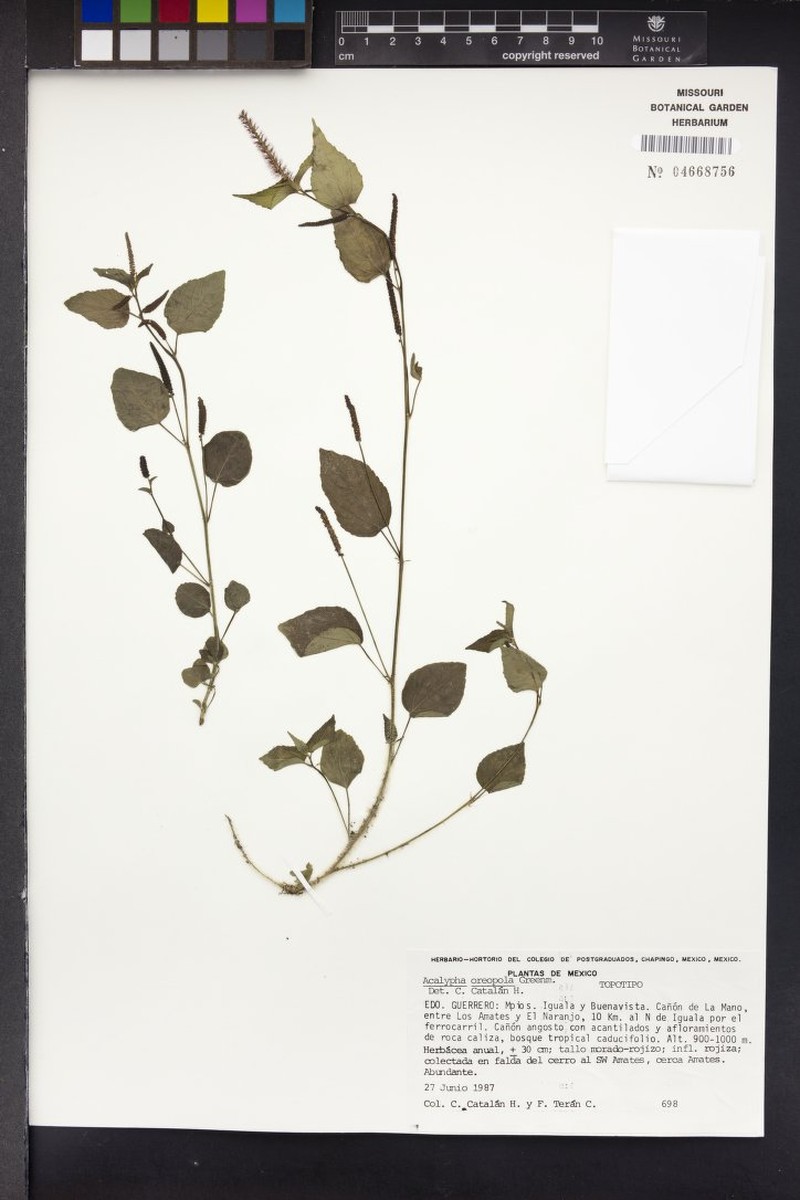 Acalypha oreopola