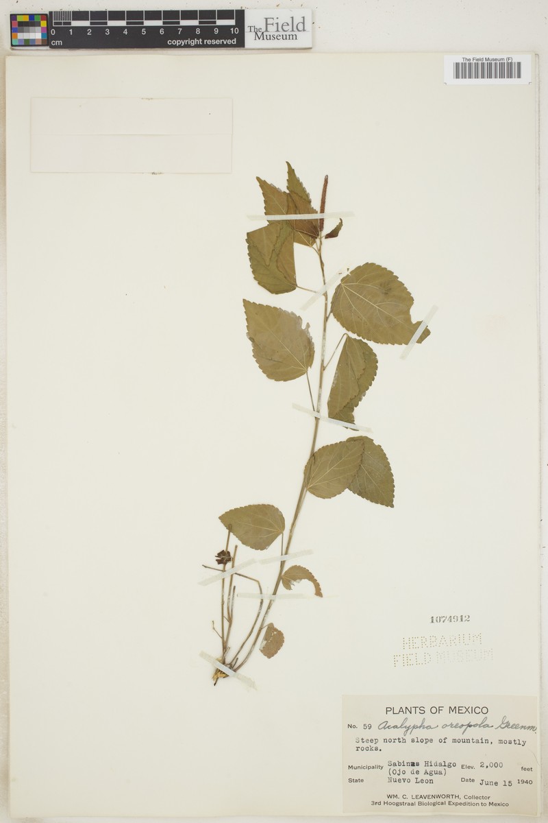 Acalypha oreopola photo 2
