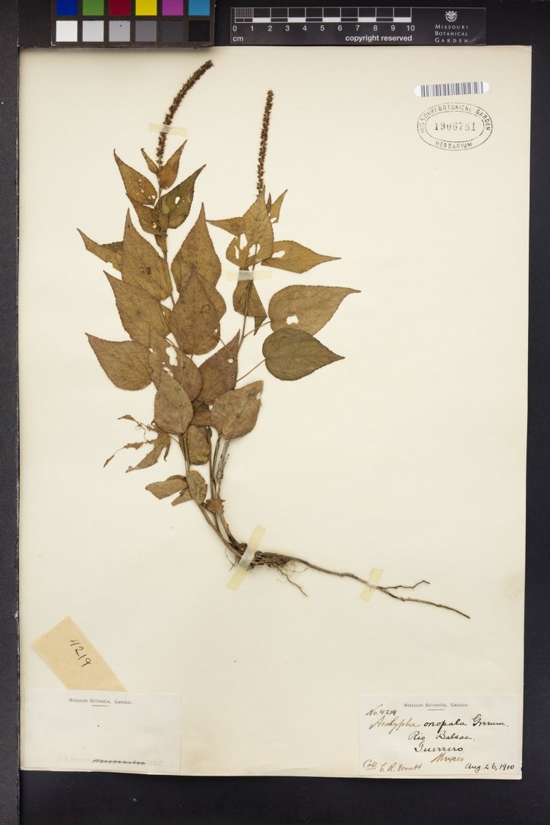 Acalypha oreopola photo 3