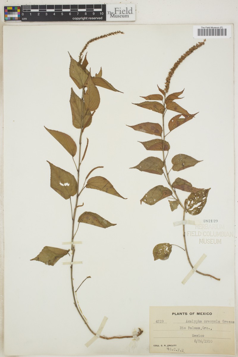 Acalypha oreopola photo 4