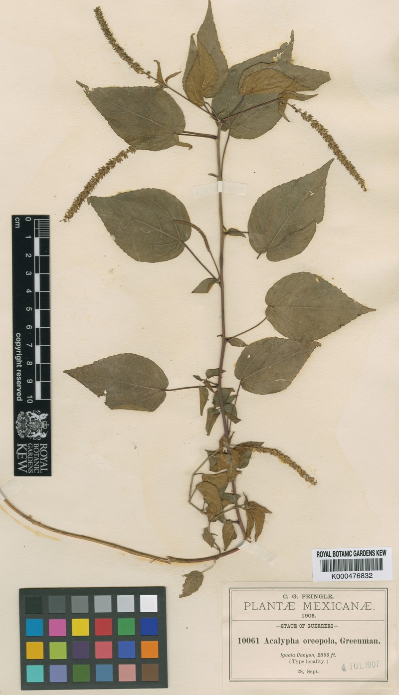 Acalypha oreopola photo 5