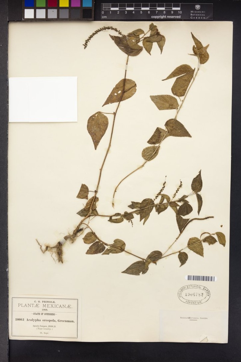 Acalypha oreopola photo 6