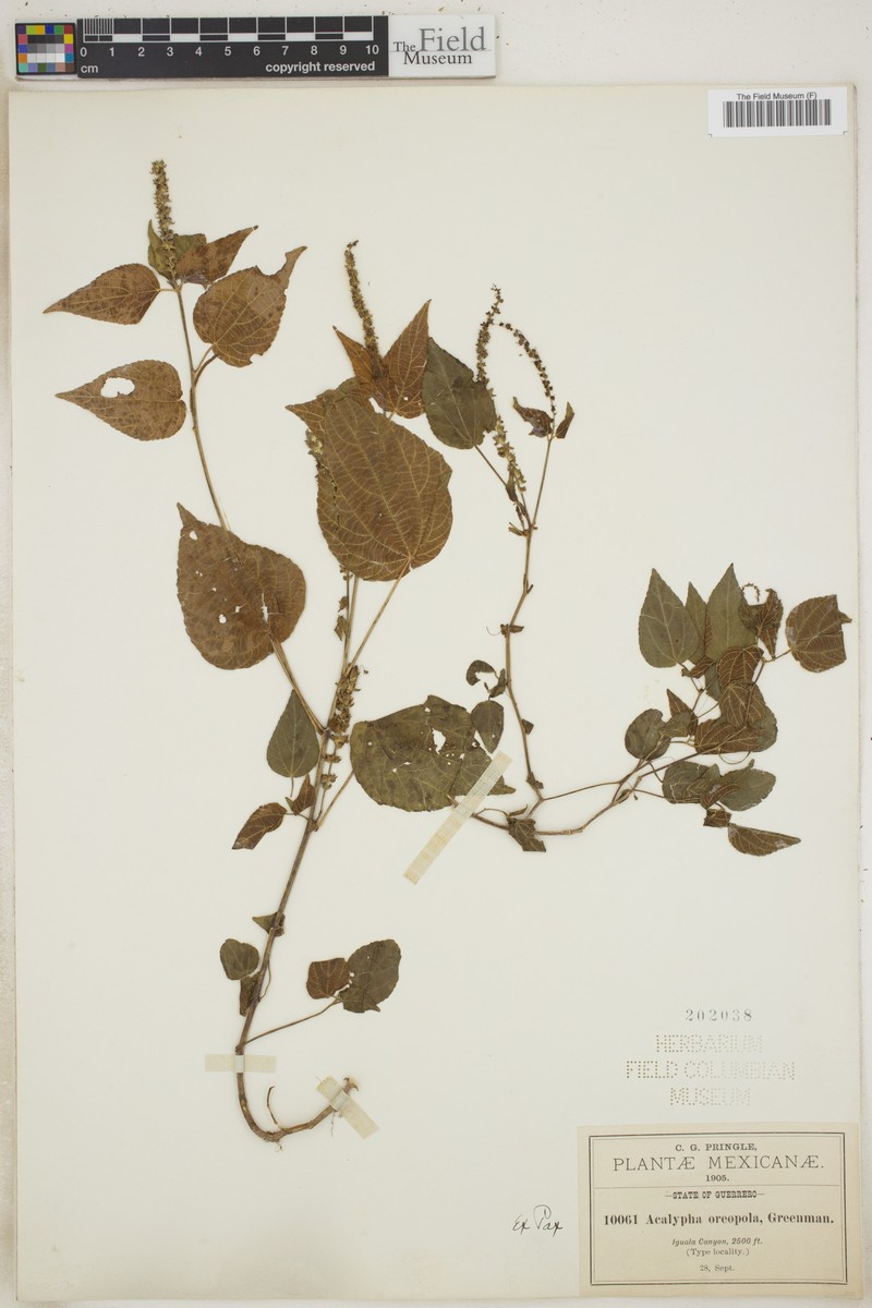 Acalypha oreopola photo 7