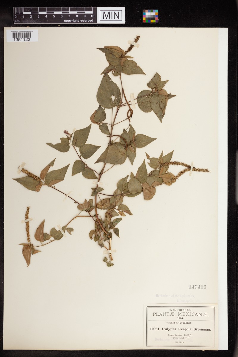 Acalypha oreopola photo 8