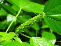 Acalypha ornata