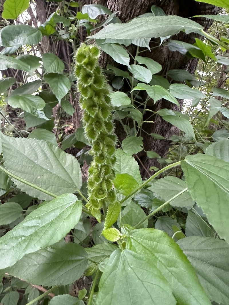Acalypha ornata photo 2