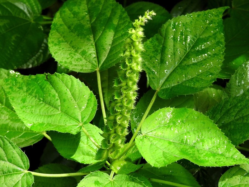 Acalypha ornata photo 3