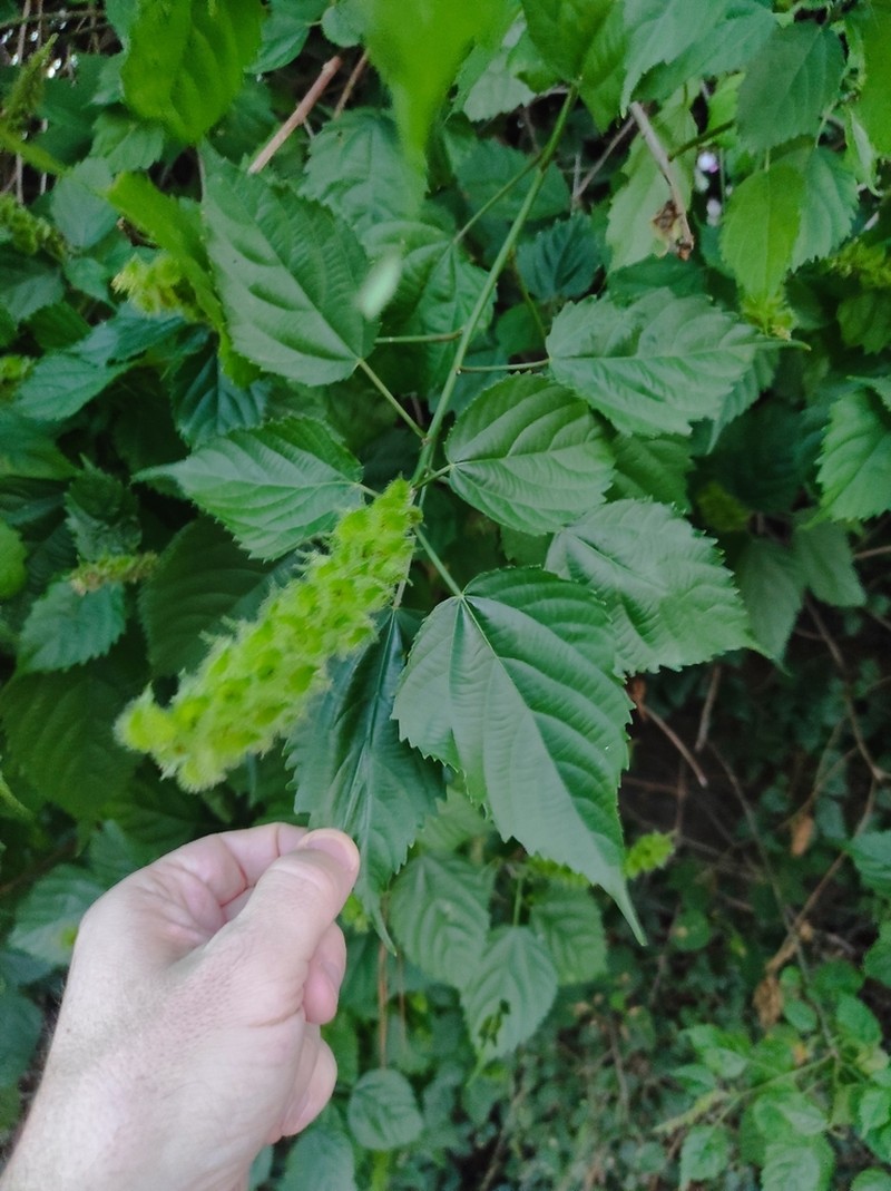 Acalypha ornata photo 4