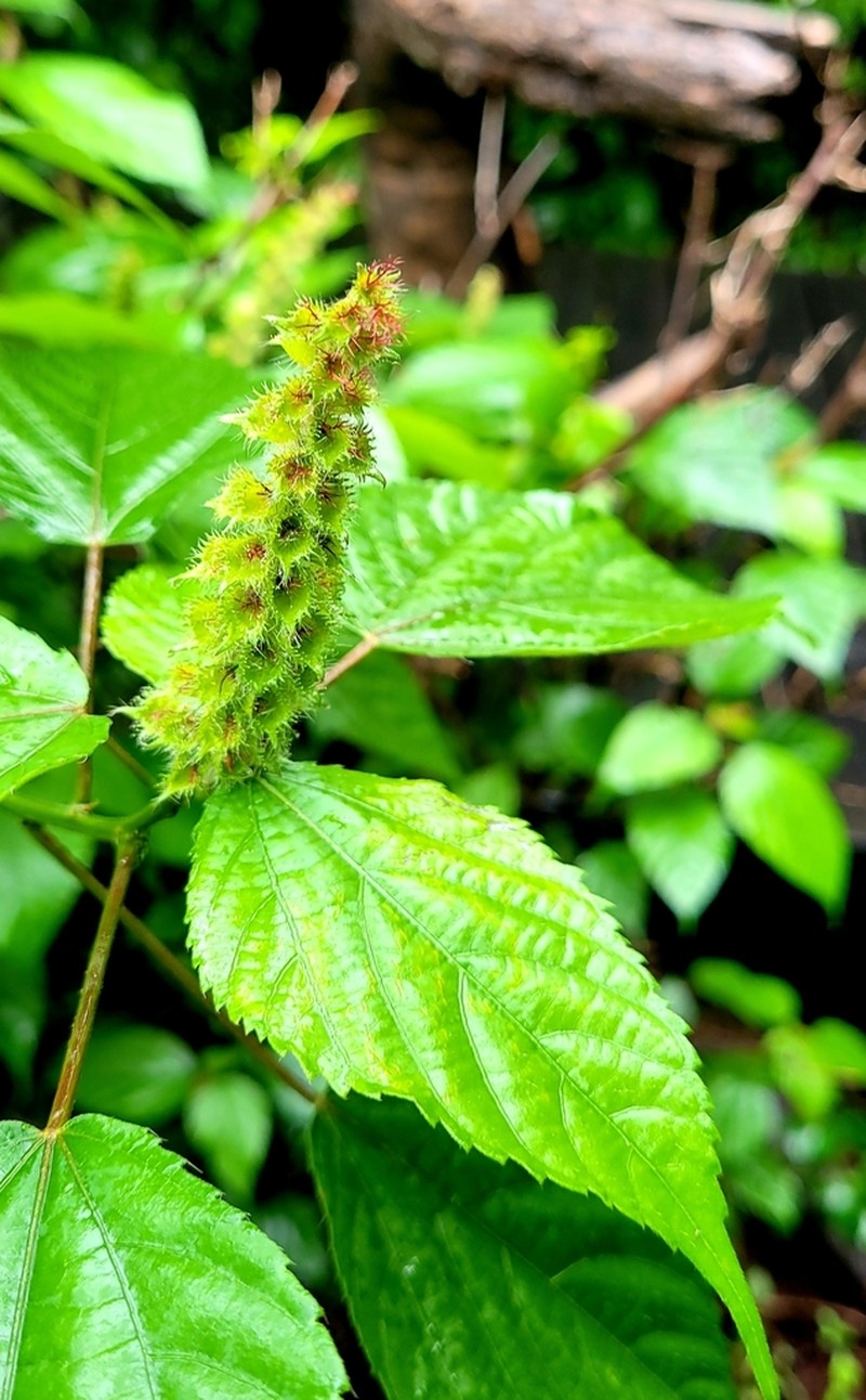 Acalypha ornata photo 5