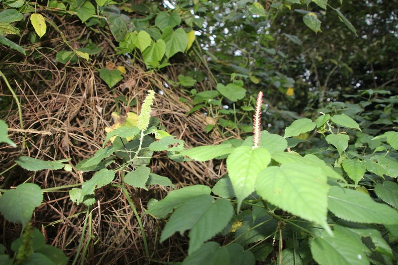Acalypha ornata photo 6
