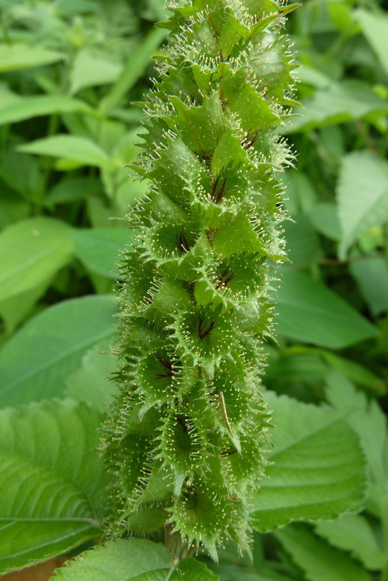 Acalypha ornata photo 7