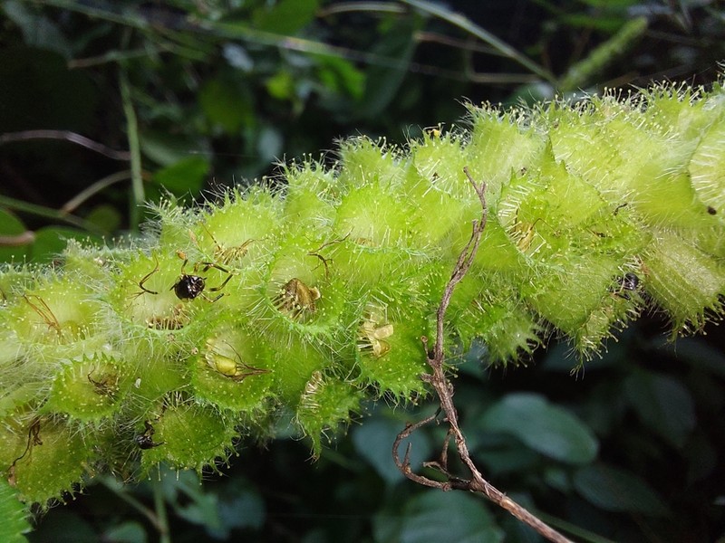 Acalypha ornata photo 8