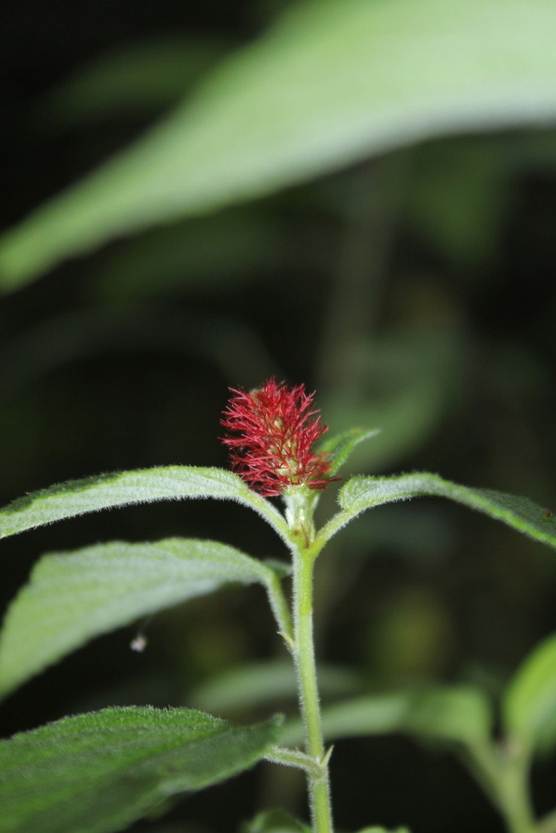 Acalypha padifolia photo 2
