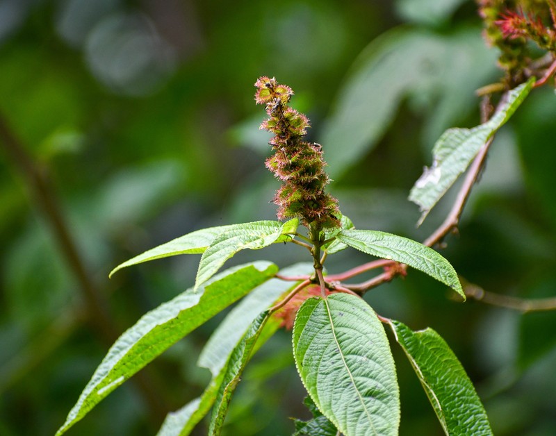 Acalypha padifolia photo 3