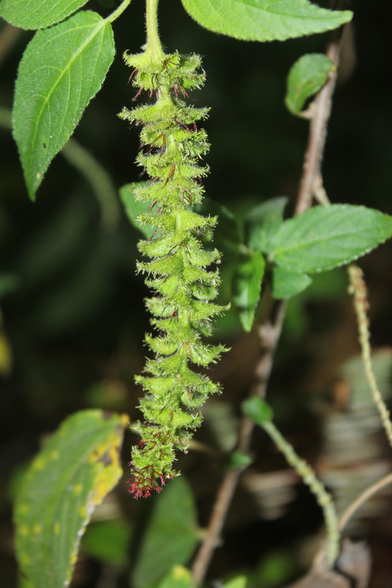 Acalypha padifolia photo 4