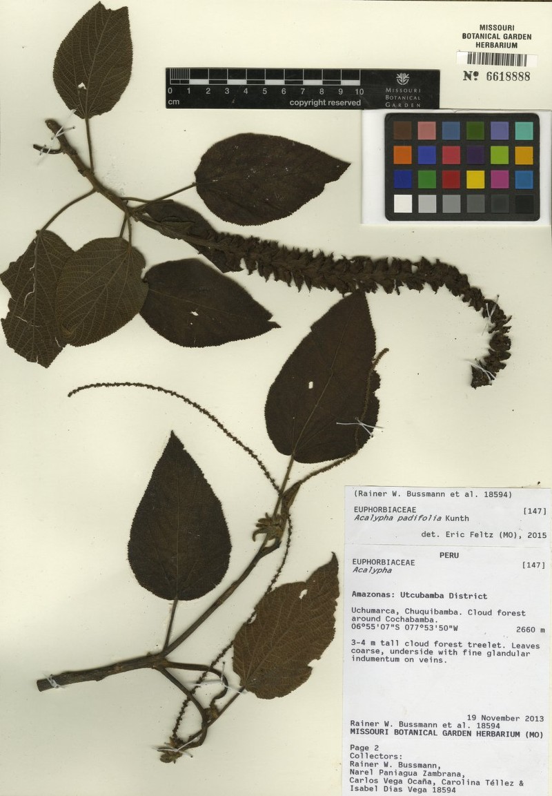 Acalypha padifolia photo 5