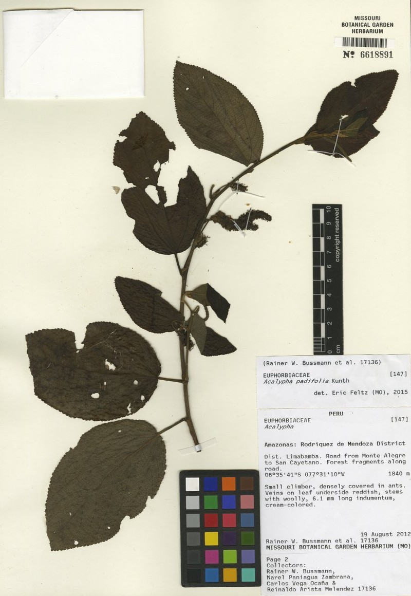 Acalypha padifolia photo 6