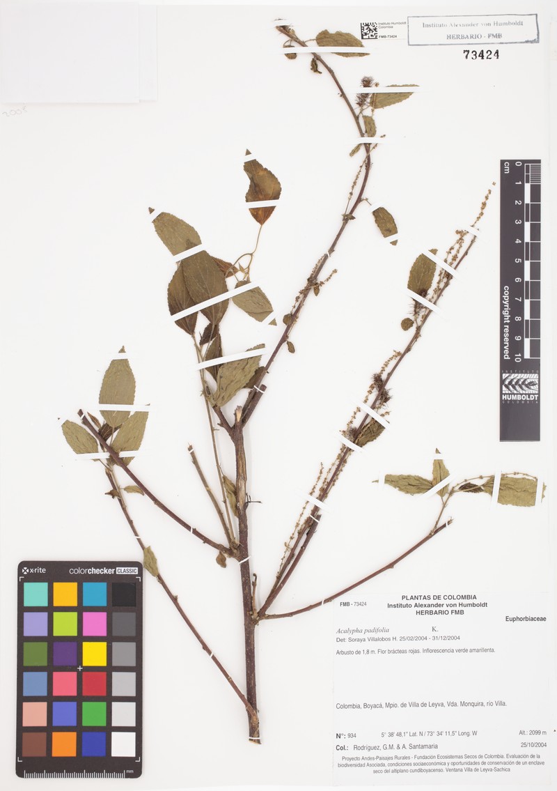 Acalypha padifolia photo 7