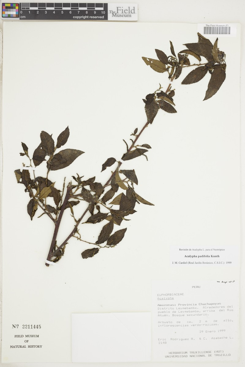 Acalypha padifolia photo 8