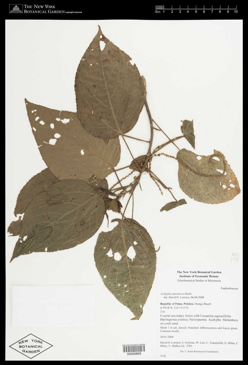 Acalypha palauensis