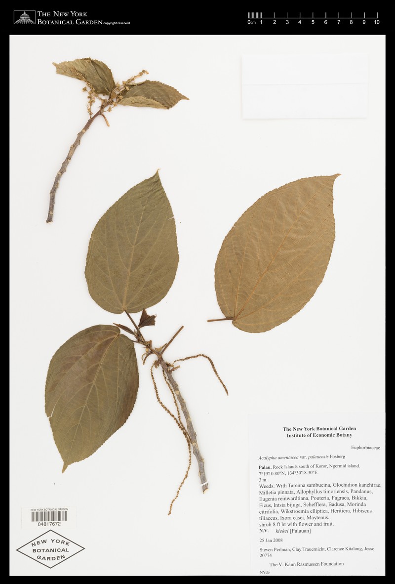 Acalypha palauensis photo 2