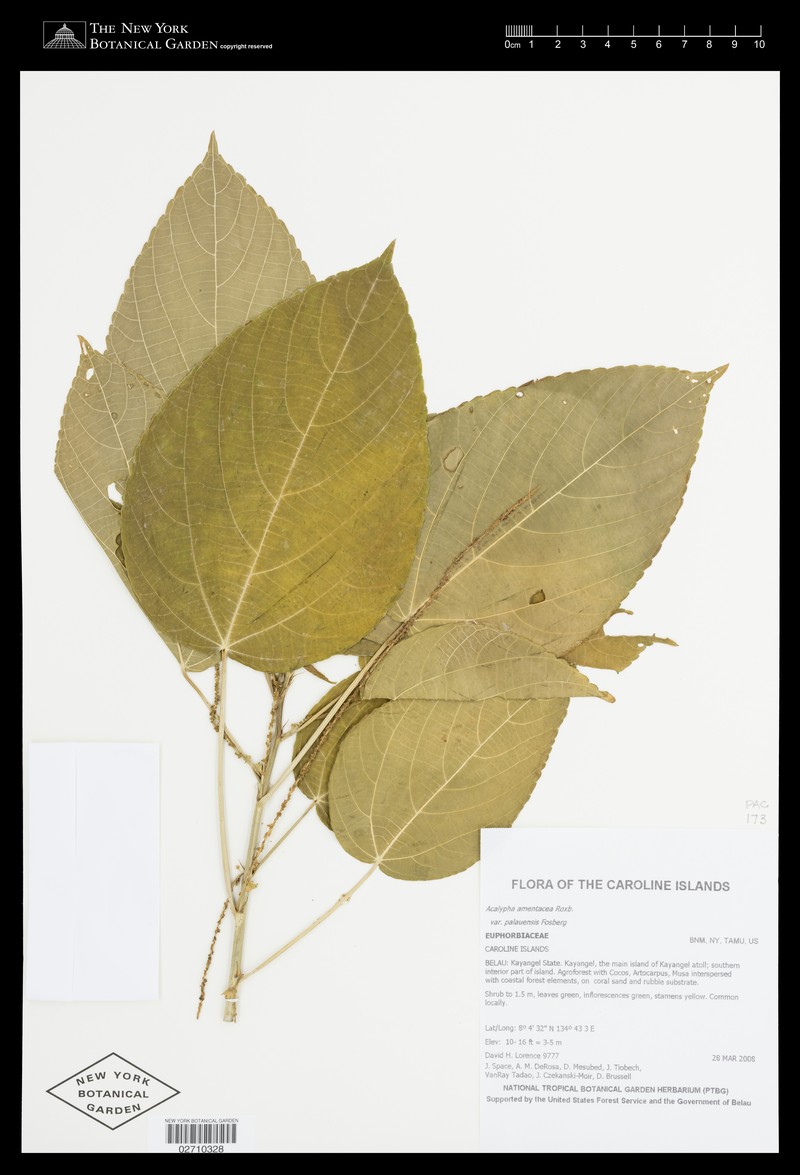 Acalypha palauensis photo 3