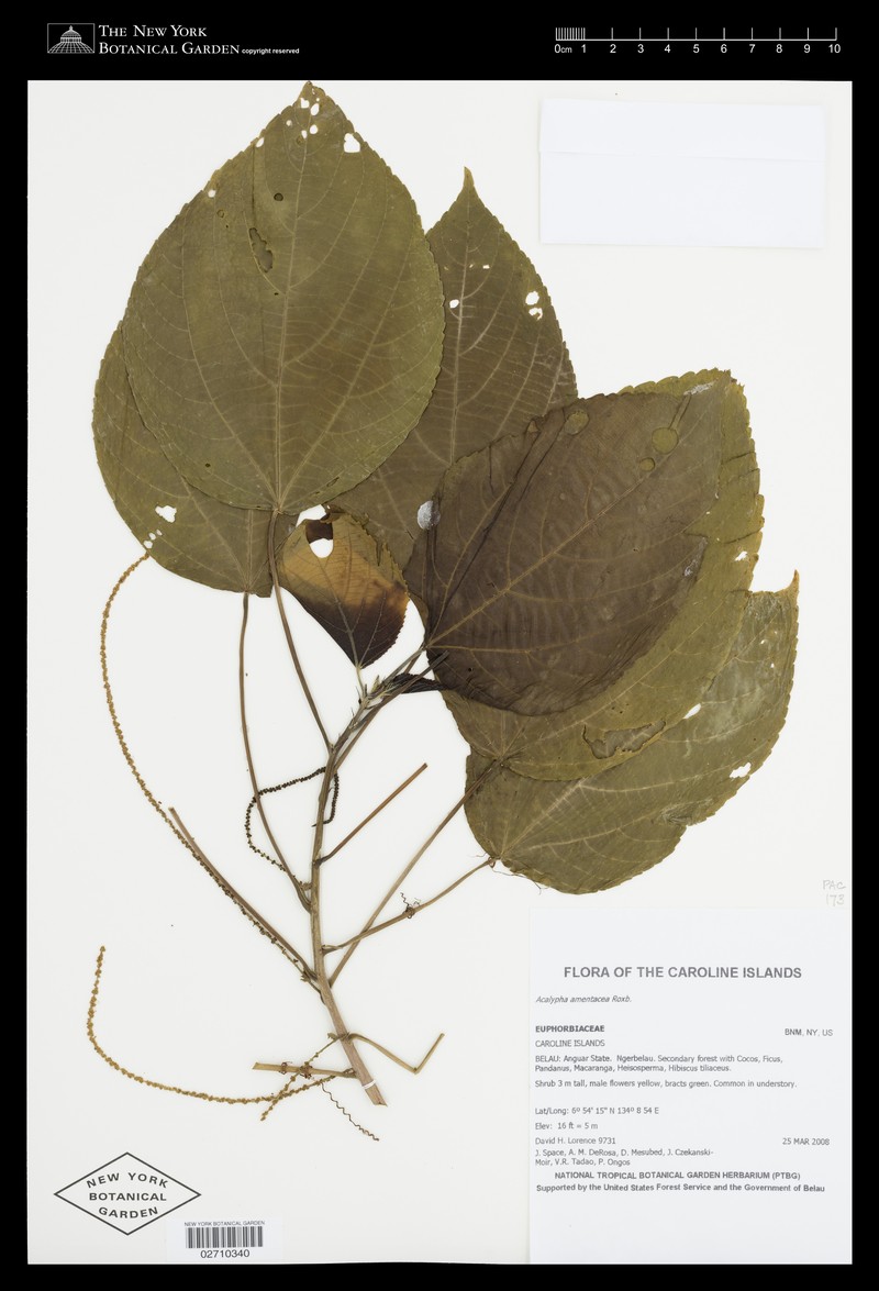 Acalypha palauensis photo 4