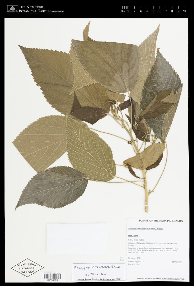 Acalypha palauensis photo 5
