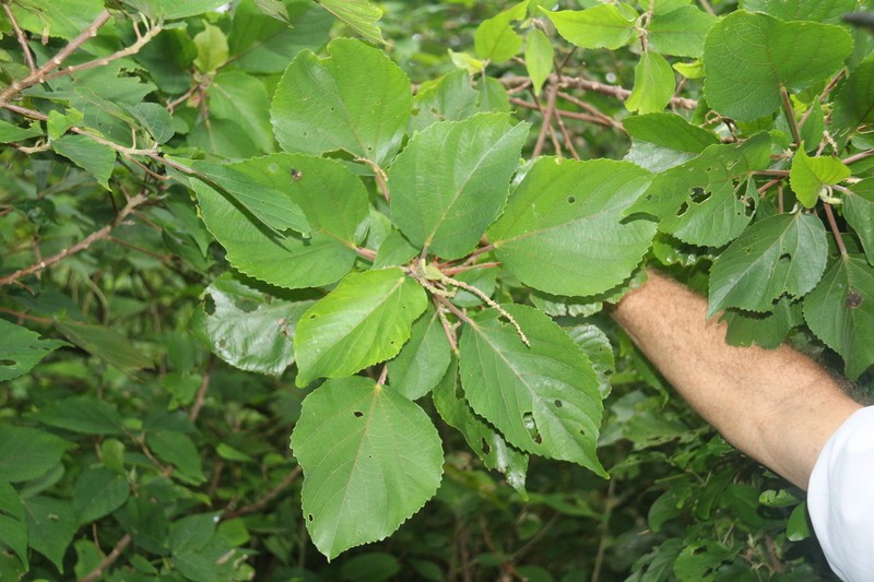 Acalypha pancheriana