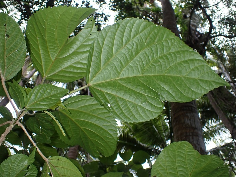 Acalypha pancheriana photo 2