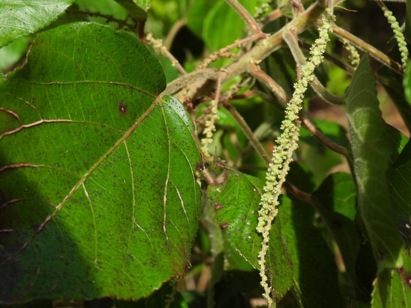 Acalypha pancheriana photo 3