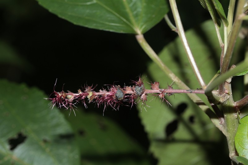 Acalypha pancheriana photo 4