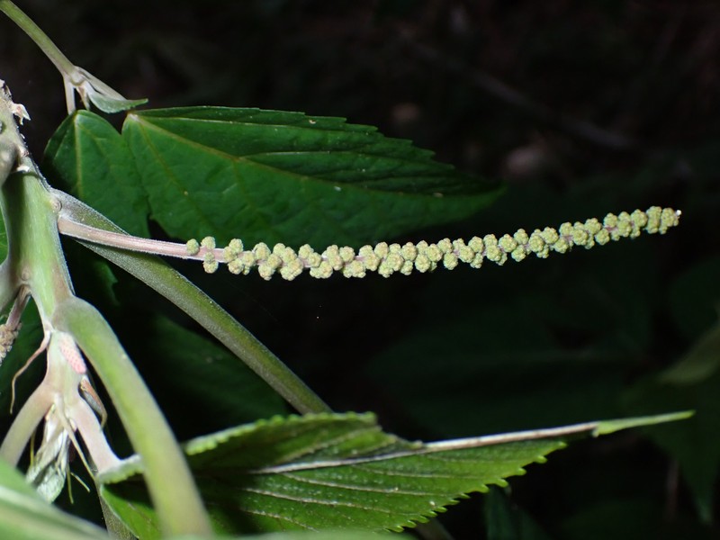 Acalypha pancheriana photo 5