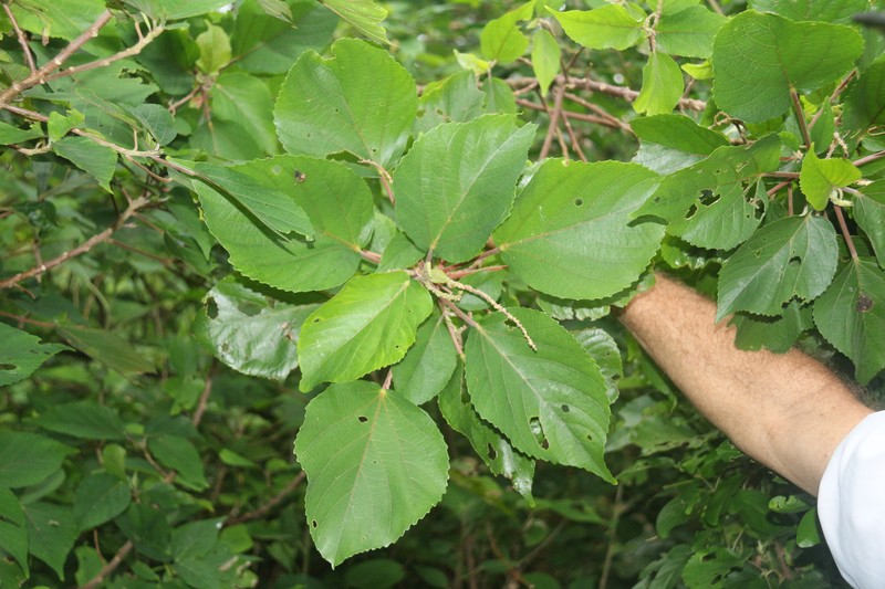 Acalypha pancheriana photo 6
