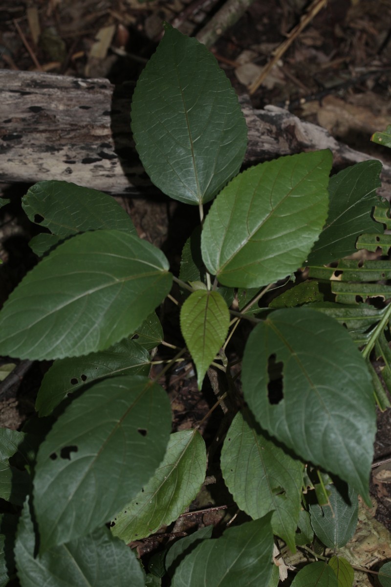 Acalypha pancheriana photo 7