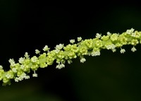 Acalypha paniculata