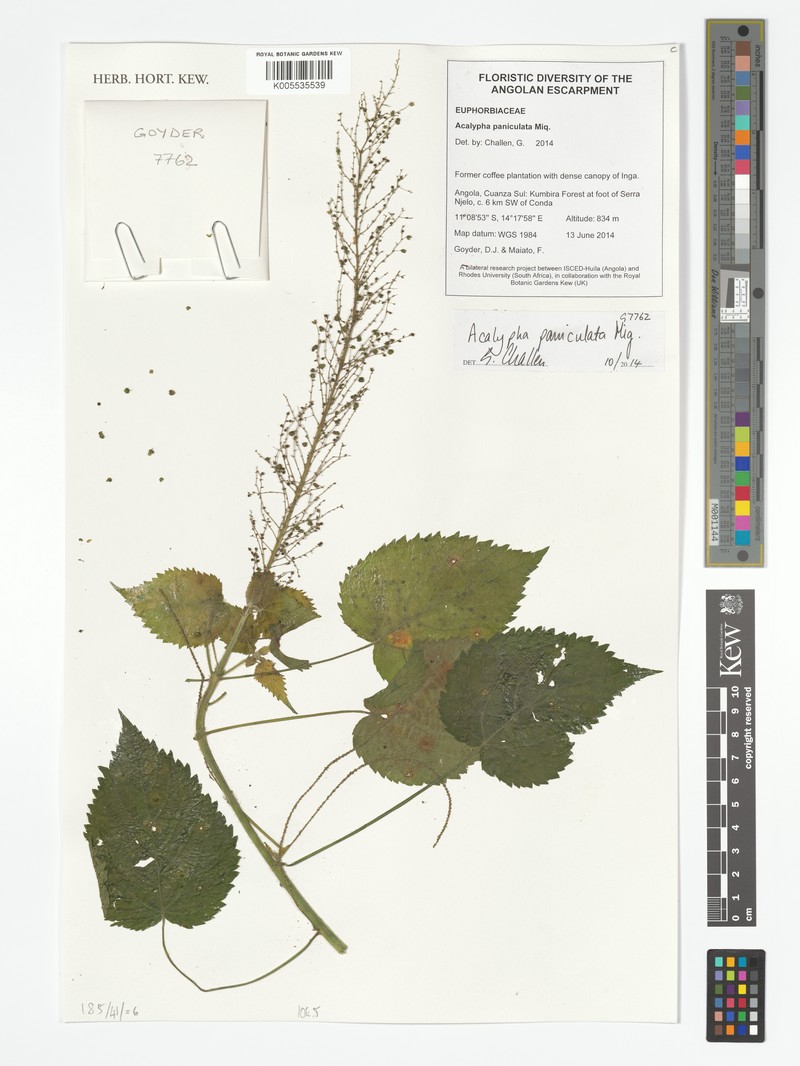 Acalypha paniculata photo 2