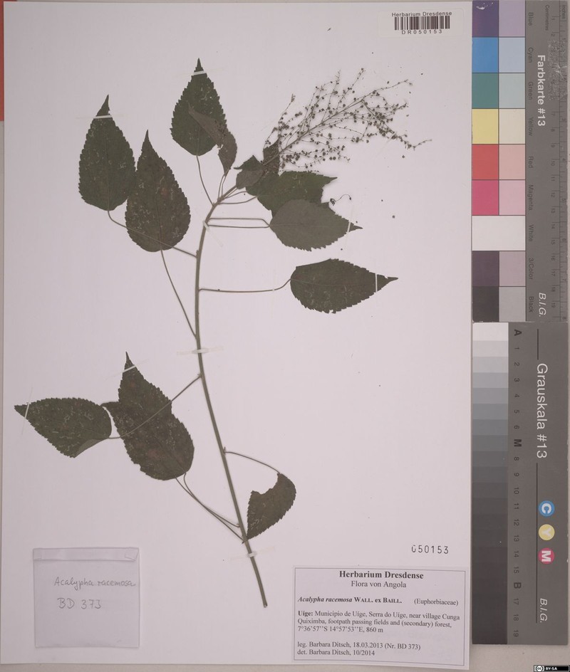 Acalypha paniculata photo 3