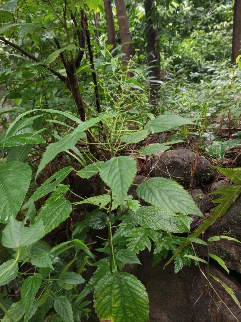 Acalypha paniculata photo 4