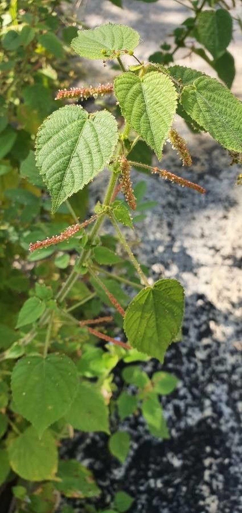 Acalypha paniculata photo 5