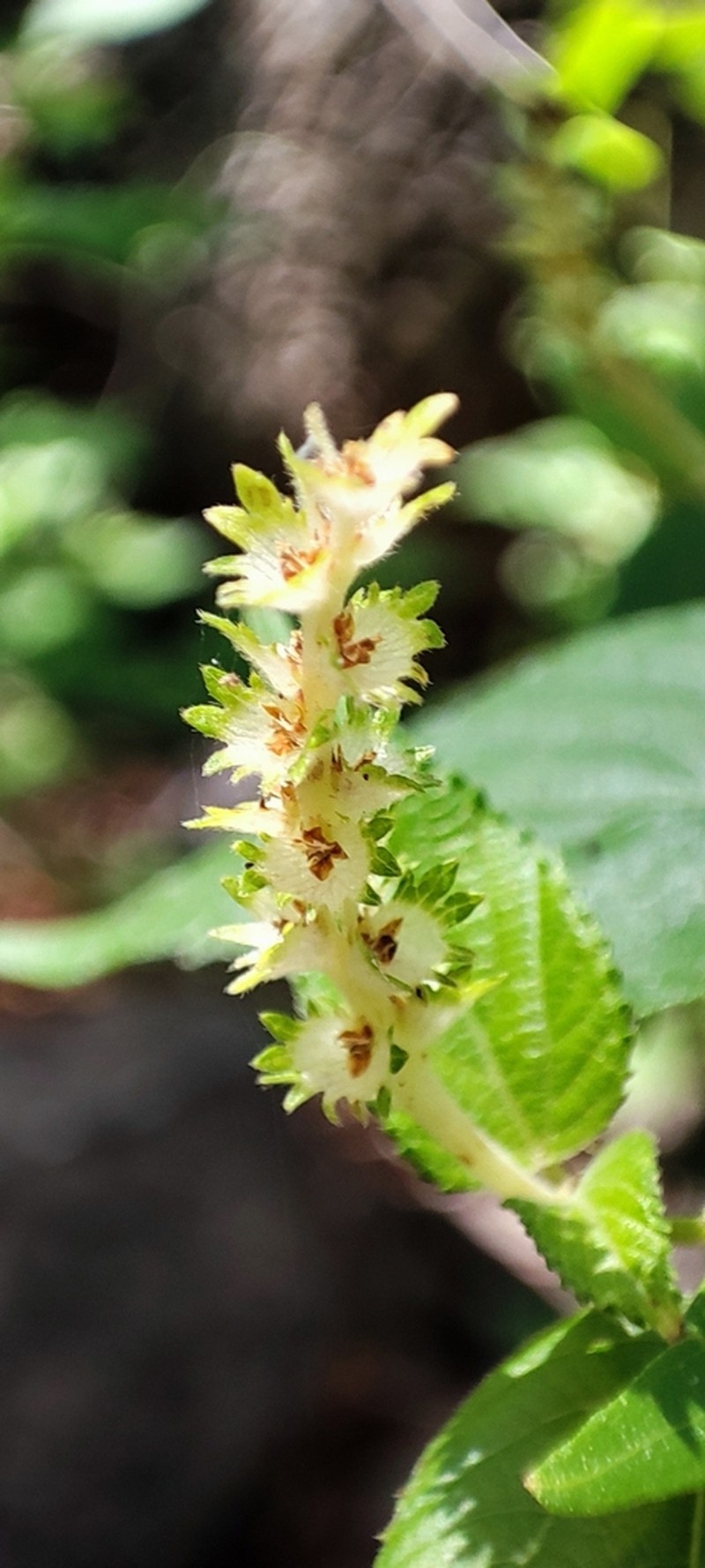 Acalypha papillosa