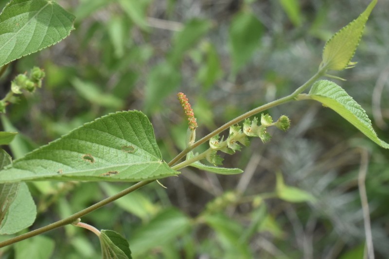 Acalypha papillosa photo 2